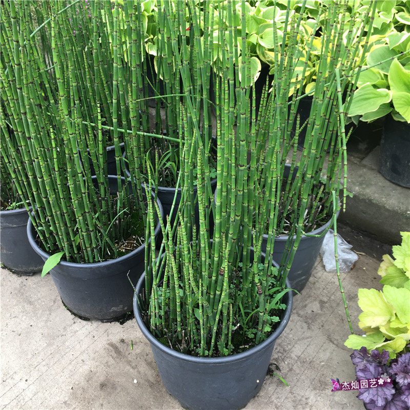 木贼盆栽笔头笔管四季常青耐寒过冬多年生水景绿植