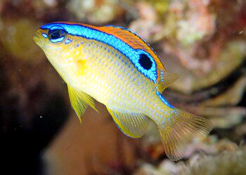 西施二三四六间雀太阳五彩三点白雀鲷魔群游好鱼