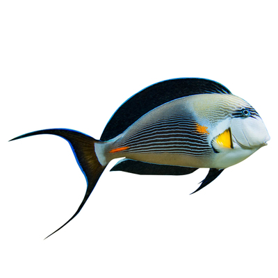 红海骑士红线纹吊波纹吊耳一字虎吊活体生物海水静风鱼