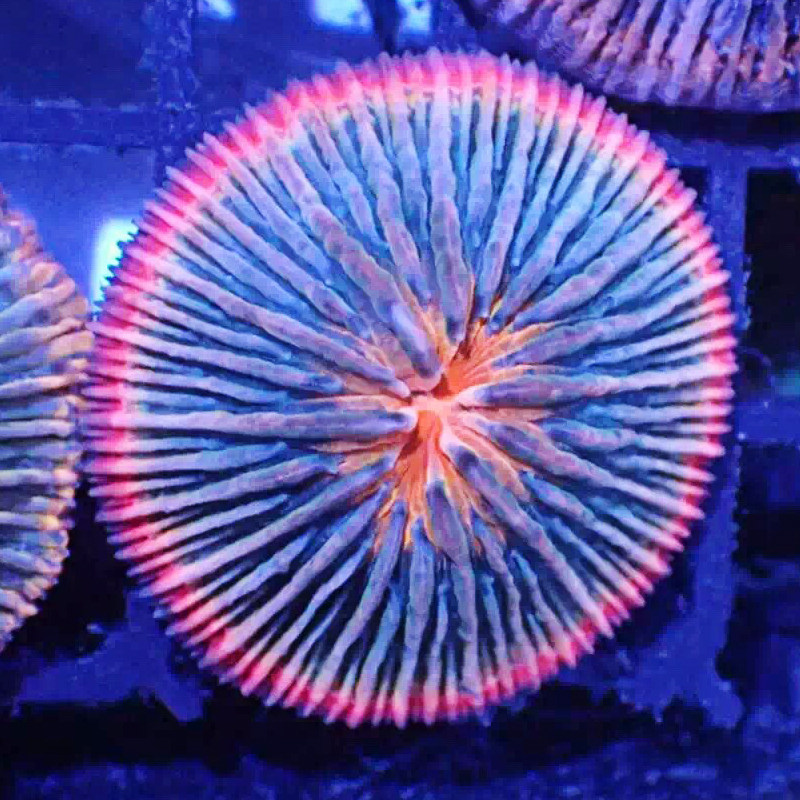 长须飞盘短须龙舌人工繁殖软体珊瑚双色lps其它水族宠物