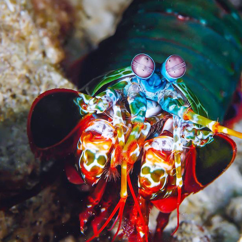 螳螂五彩彩虹皮皮虾雀尾龙虾枪虾网红海水宠物其它水族宠物