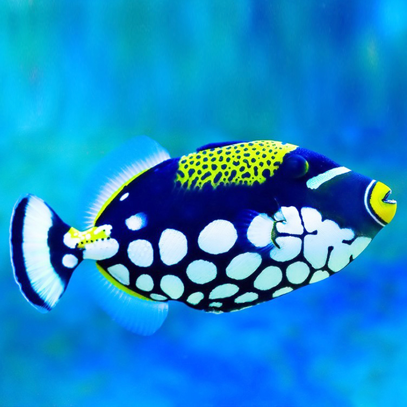 小丑鸳鸯魔鬼海水生物肚蓝面红炮弹观赏鱼活体其它水族宠物