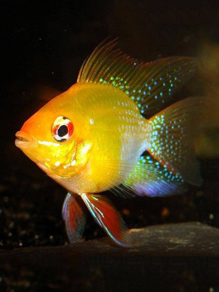 淡水荷兰凤凰金波珍珠珍珠马马甲曼龙接吻鱼丽丽鱼