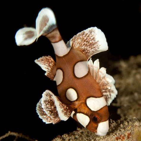 燕子宠物听海静风海水活体观赏鱼热带花旦鲈鱼鱼