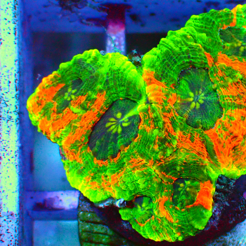 菊石脑糖果脑精品脑珊瑚软体lps海缸海水真活体红色静风听海生物