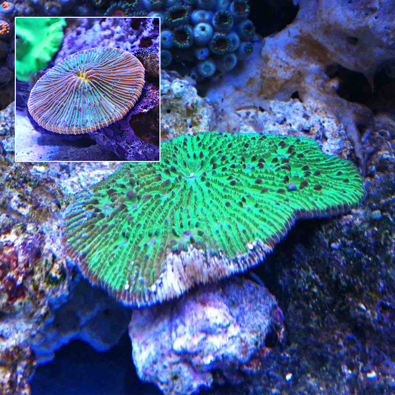 长须飞盘短须龙舌人工繁殖软体珊瑚双色lps其它水族宠物