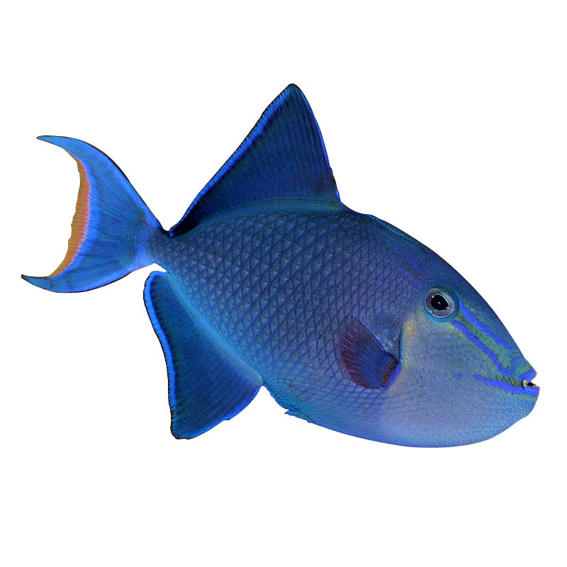 小丑鸳鸯魔鬼海水生物肚蓝面红炮弹观赏鱼活体其它水族宠物