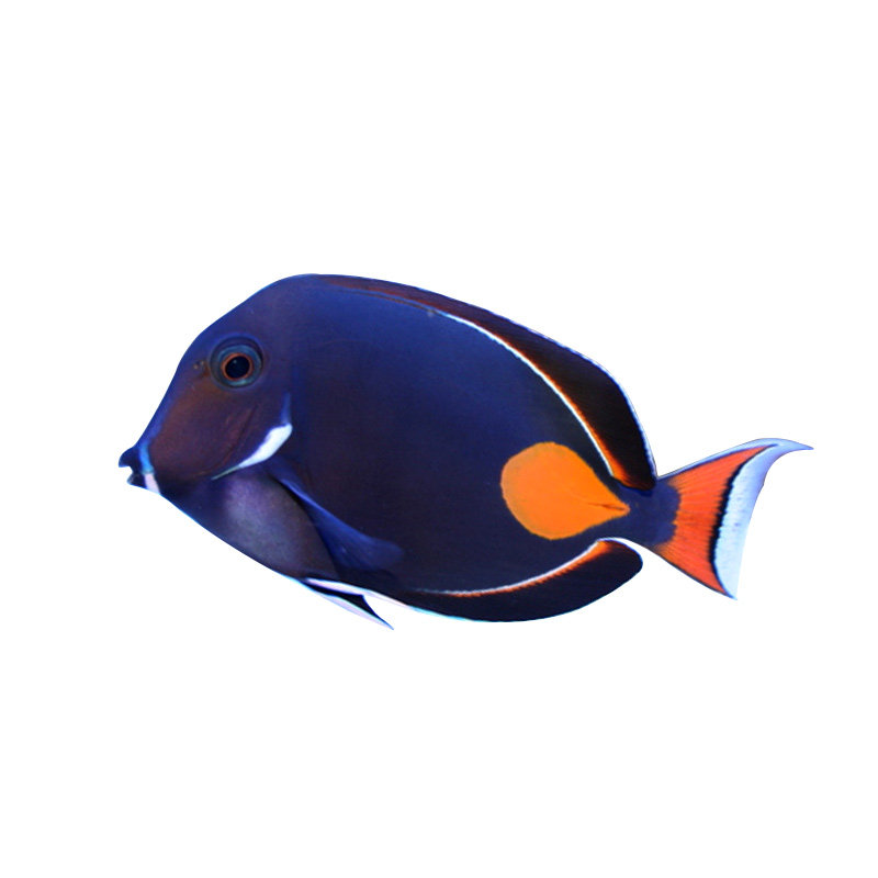 鸡心吊珍珠吊夏威夷火焰吊丝绒吊活体热带观赏鱼静风听海生物店