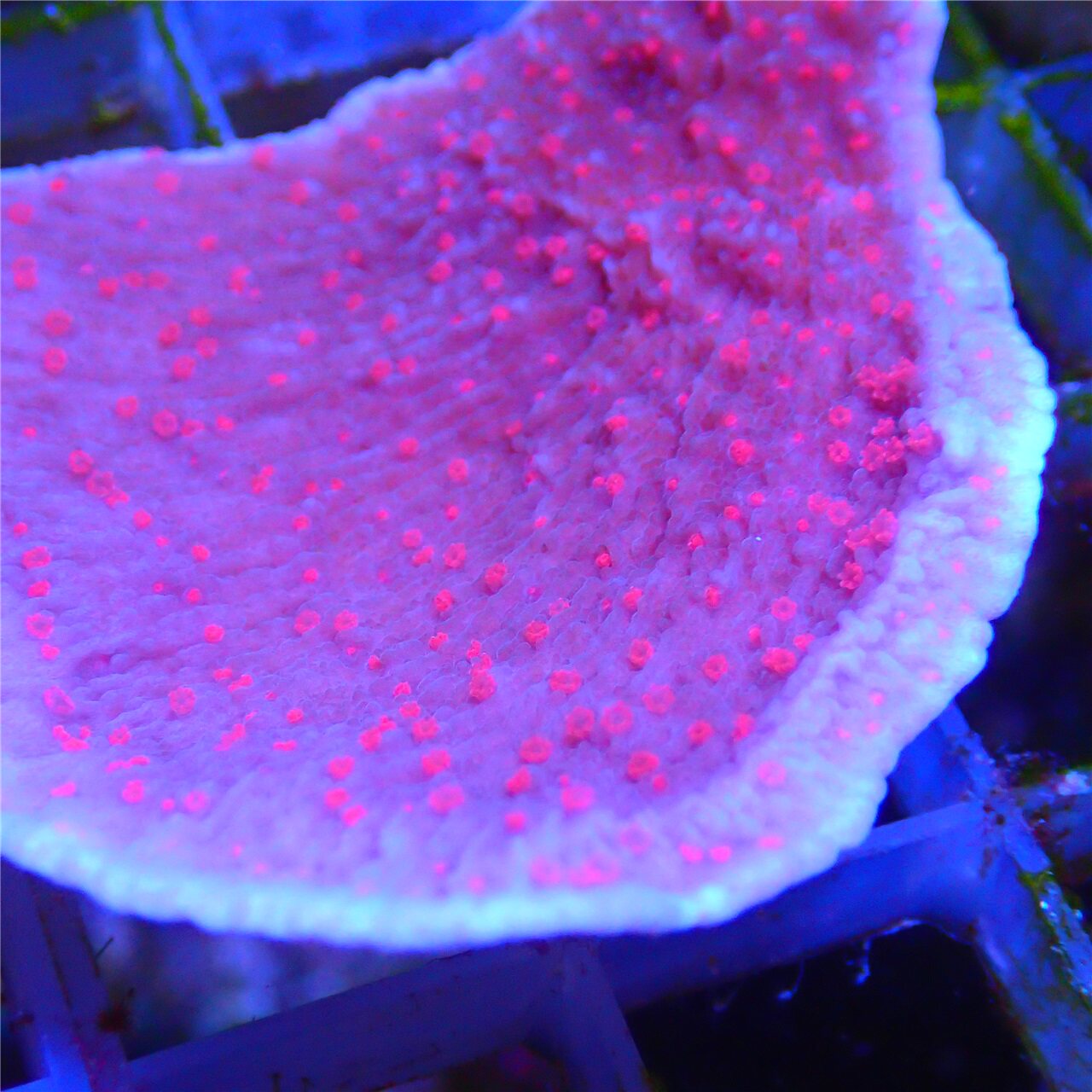 红绿瓦片卷心菜人工繁殖软体珊瑚拼盘rr秘术其它水族宠物