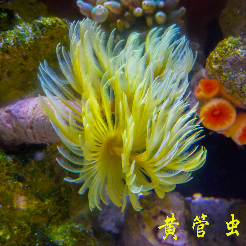 管虫羽毛圣诞红白珊瑚软体lps海水水缸活体其它水族宠物