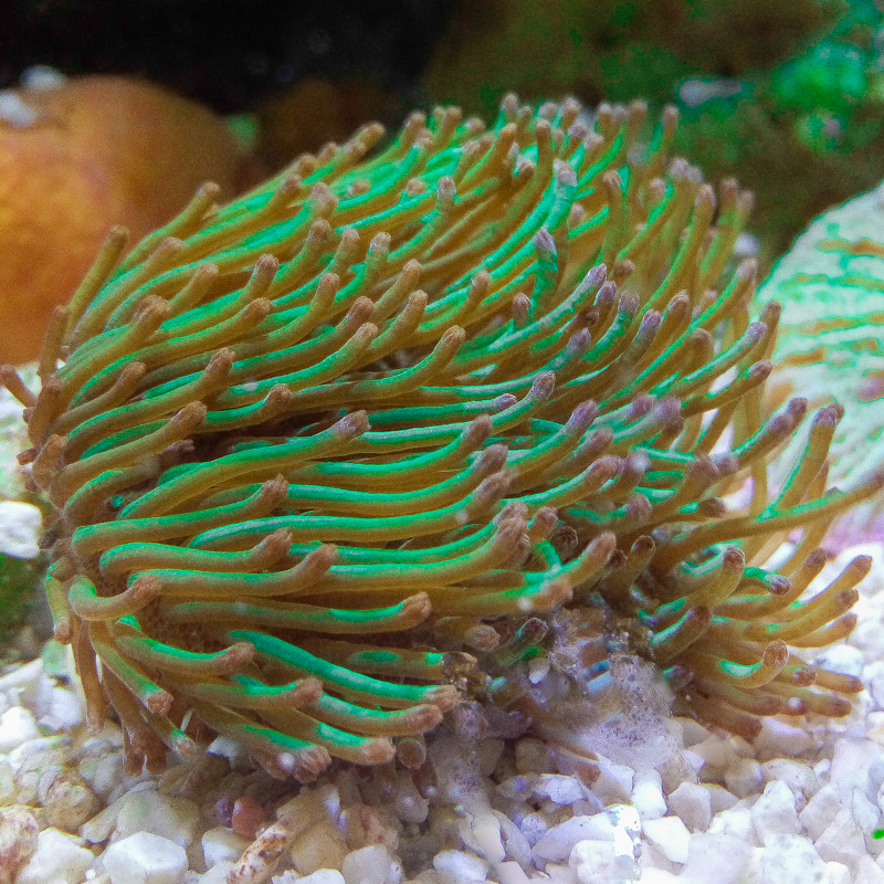 绿奶嘴 粉红奶嘴 艳红奶嘴 共生海葵 活体珊瑚快递包活 必拍包装