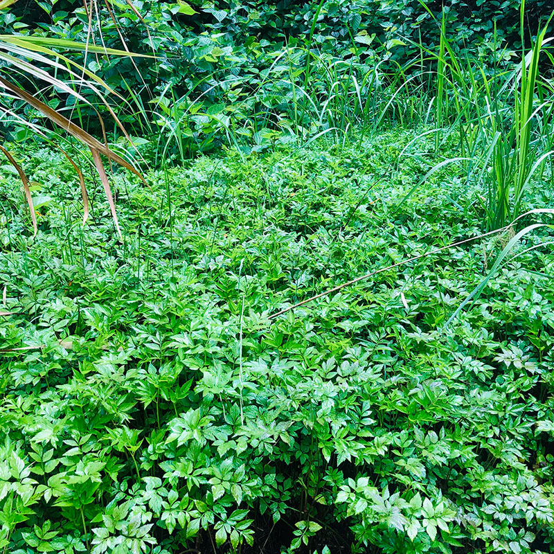 湖南农家野生水芹菜新鲜野芹菜生鲜绿蔬菜野菜现摘现发3斤装包邮