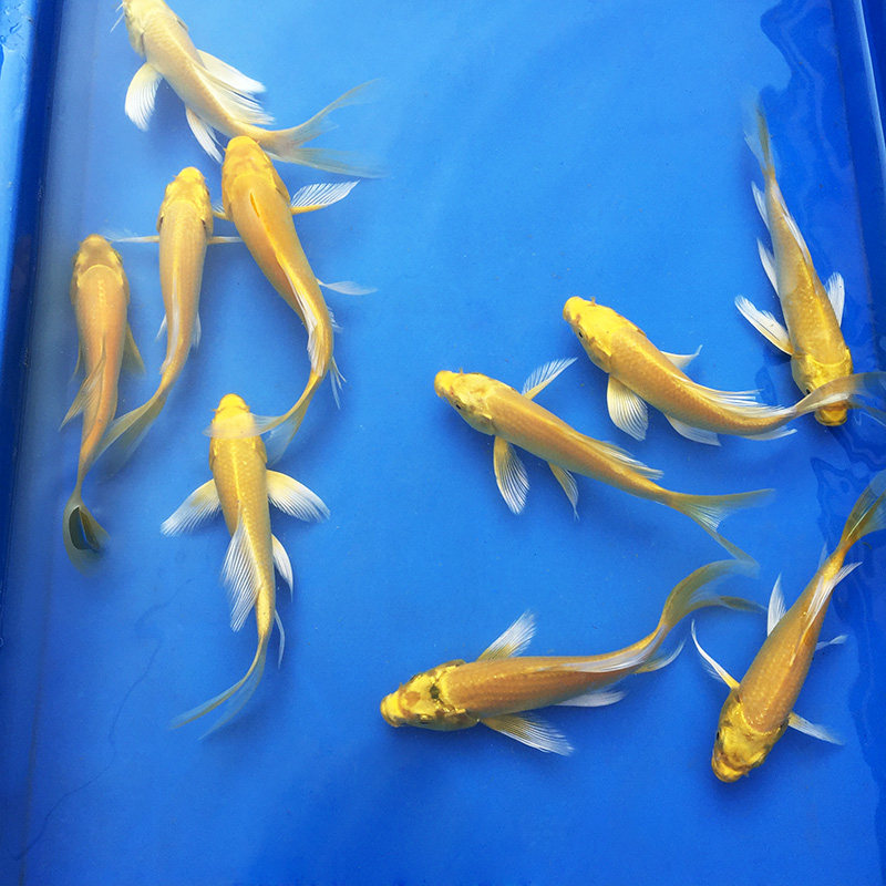 观赏金鱼活体小黄金锦鲤龙凤招财鱼放生鱼好养易活鱼金鲤鱼风水鱼