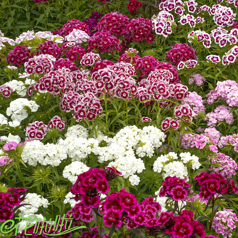 石竹石竹花种子美国五彩五彩石常夏多年生耐寒景观家庭园艺种子