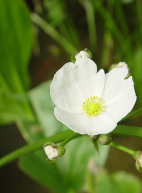 九皇冠水草开花图片