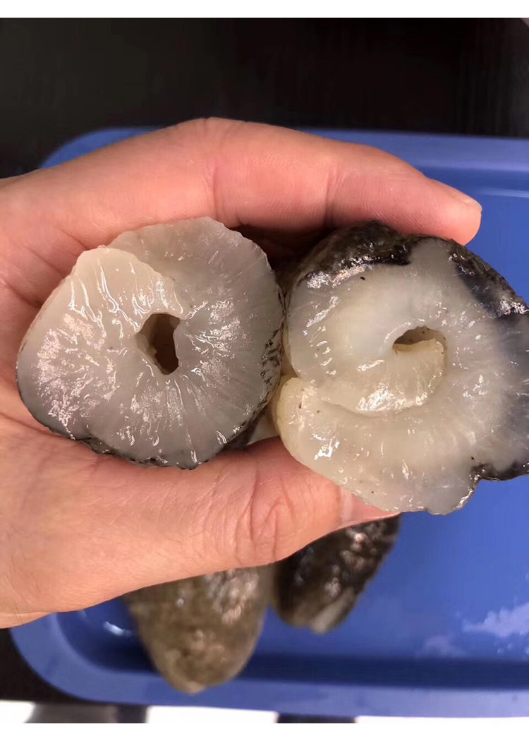 野生35头非洲明秃深海淡干海参干货正品孕妇海参