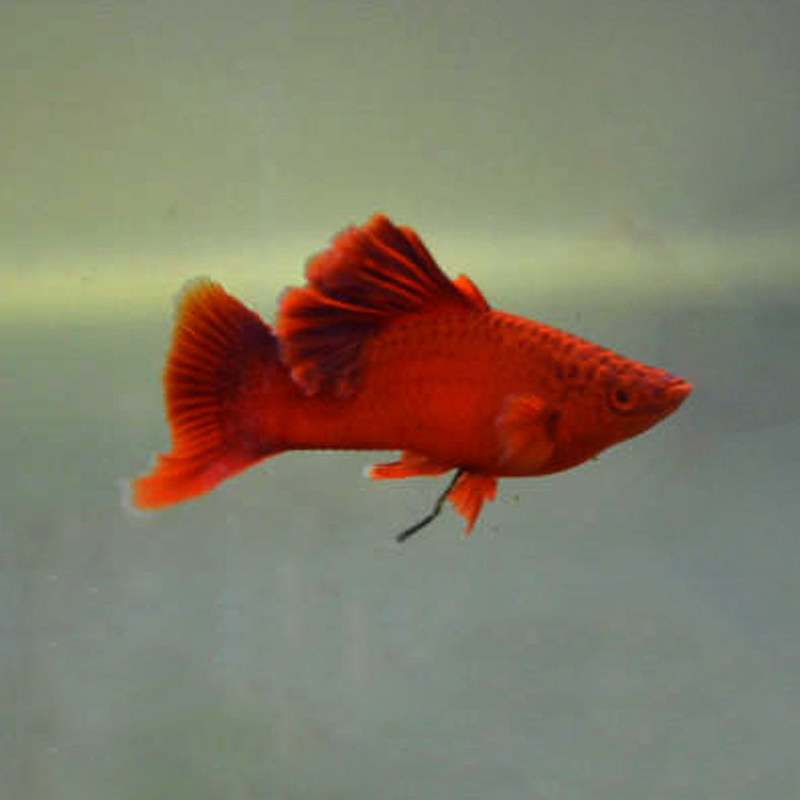 进口精品观赏鱼热带鱼高鳍红箭红剑狼牙帆菊花帆刀公活体鱼苗包邮