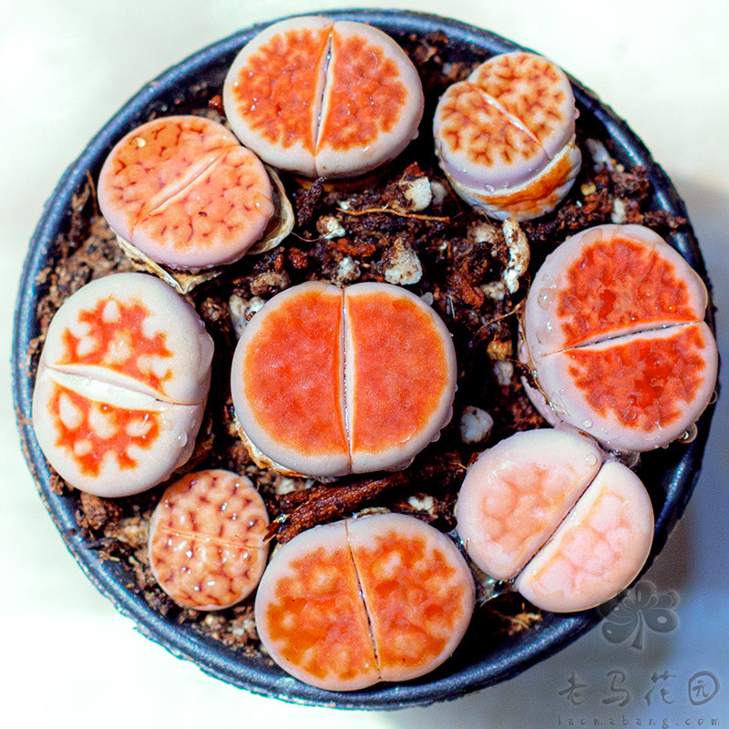 冰橙全红窗花纹玉生石花一物一拍云南昆明多肉植物带盆发货满包邮