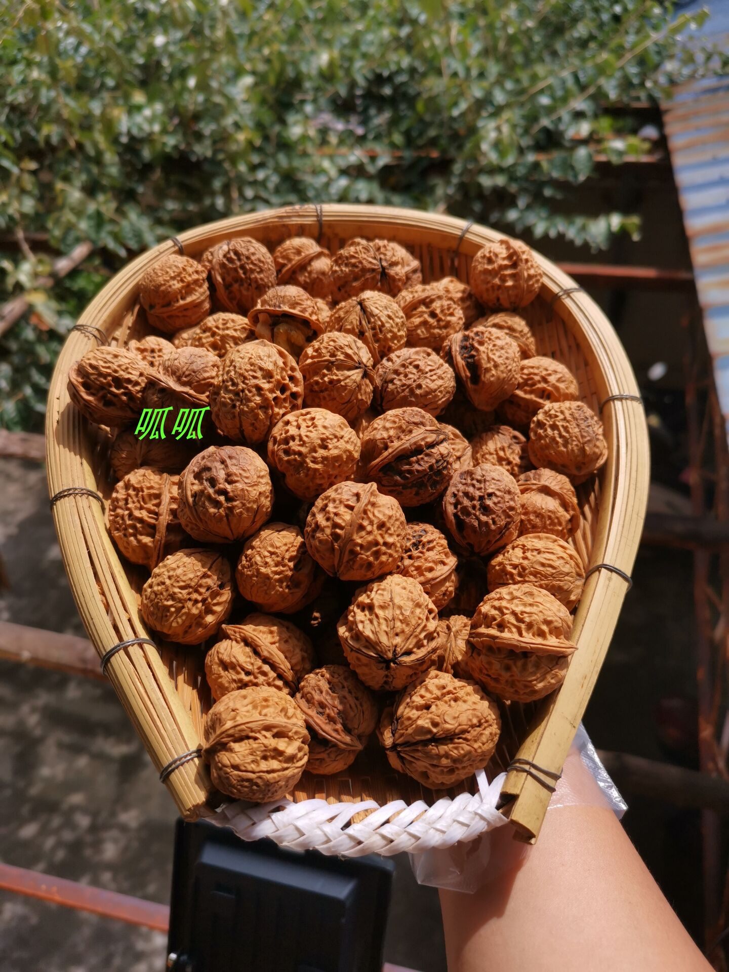 核桃云南德宏山核桃芒市本地品种纸皮饱满农家其它