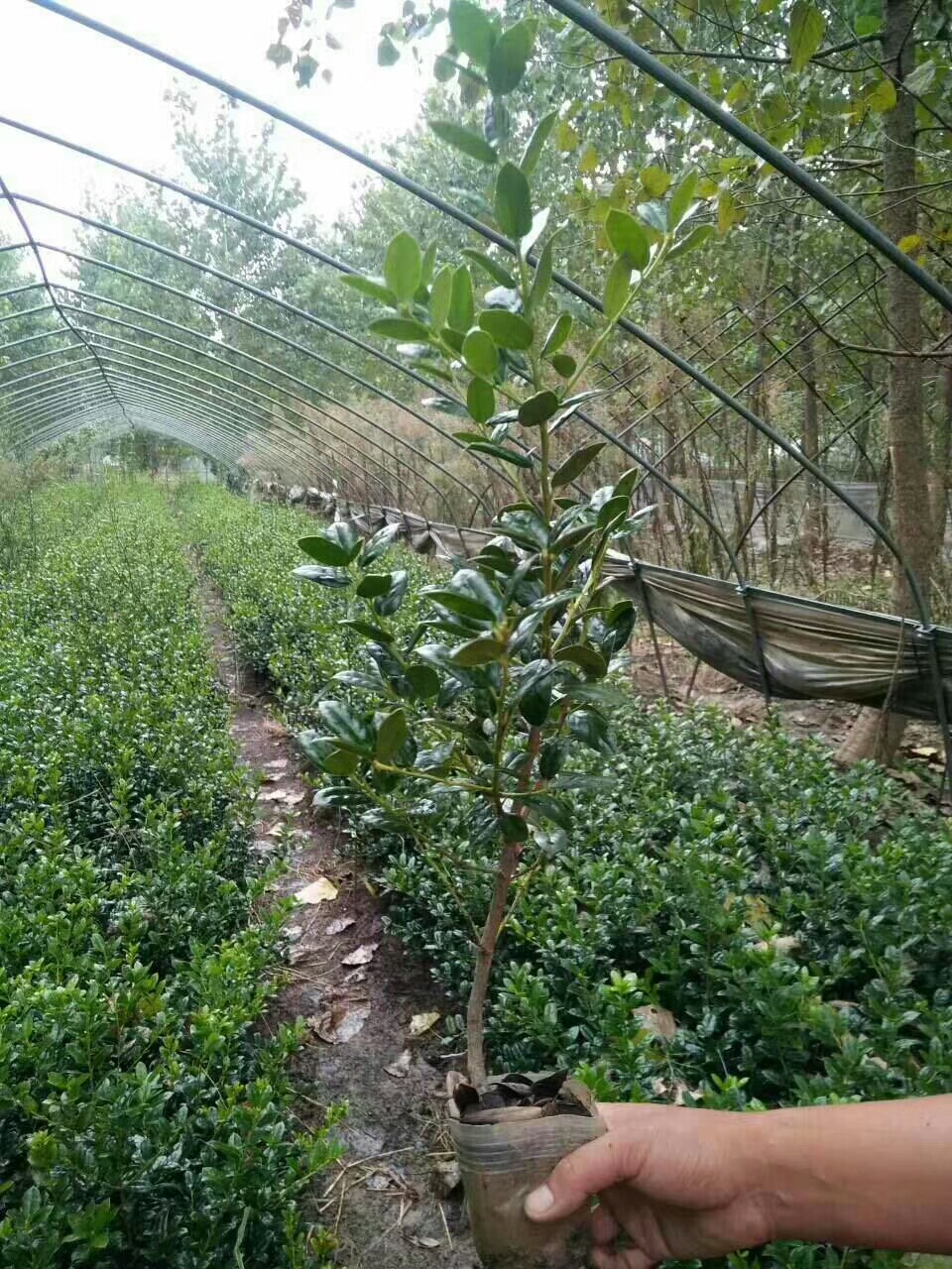 无刺枸骨树苗四季常青盆景满堂红室外庭院绿植绿植