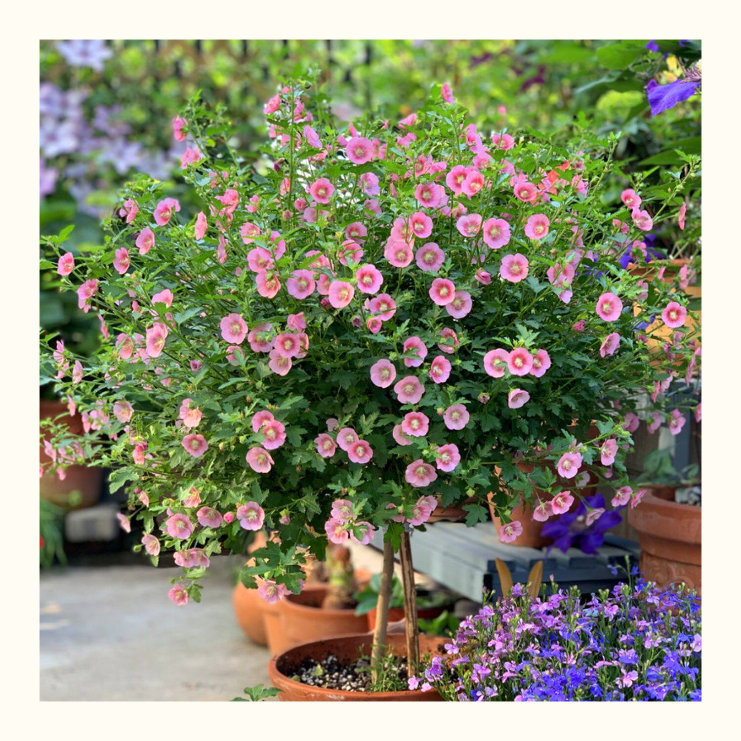 多年生灌木小木槿花苗盆栽棒棒糖阳台庭院花卉多季时令草本花卉