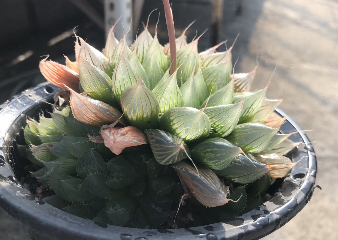 多肉植物原始十二原生针管玉露大型稀有冬季多肉植物