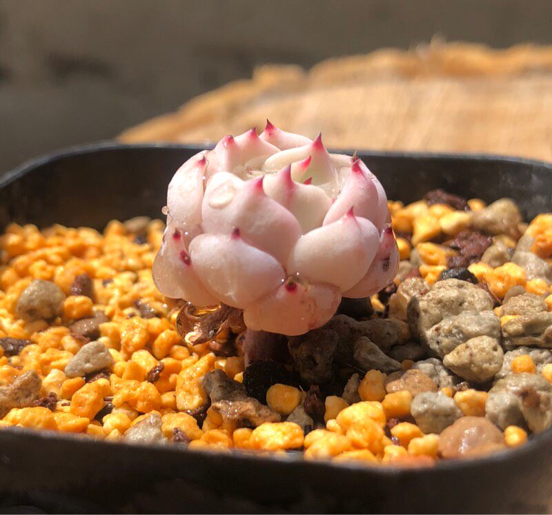 多肉植物日系达摩粉爪日本进口小型室内花卉多肉植物