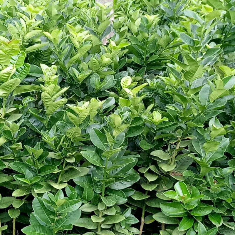 树苗香橼苗带发香橼果绿植盆栽水果水果树香圆时令草本花卉