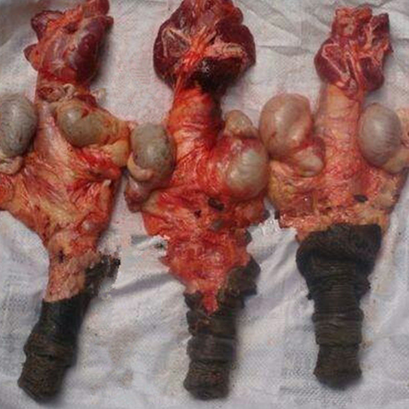 生驴驴鞭新鲜鞭纯驴宝泡酒农家带蛋河北特产驴肉