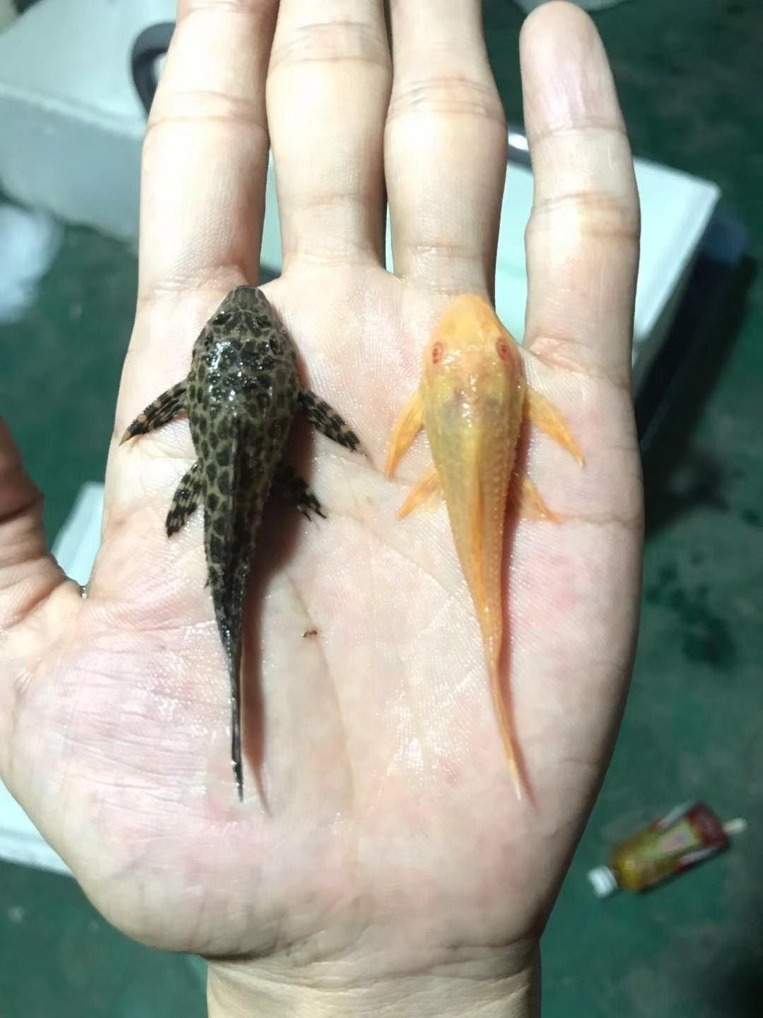 观赏鱼清洁活体夫鱼金鱼一帆风顺鱼缸冷水垃圾工具鱼