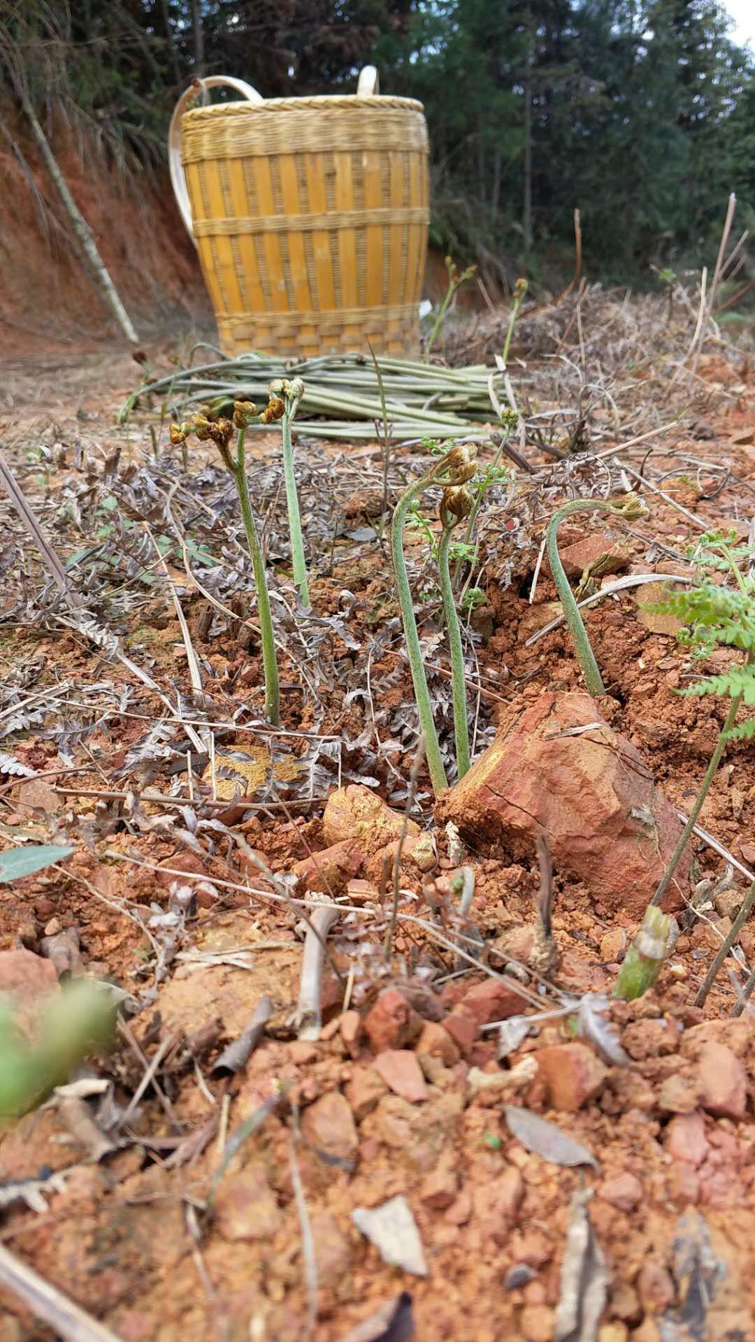 湖南当季蕨菜新鲜现摘现发助农林中生长蔬菜其它