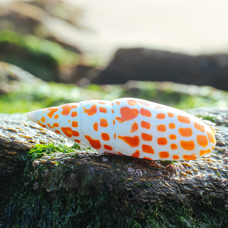 天然锦鲤笔螺海螺贝壳标本铅笔水族鱼缸造景海螺