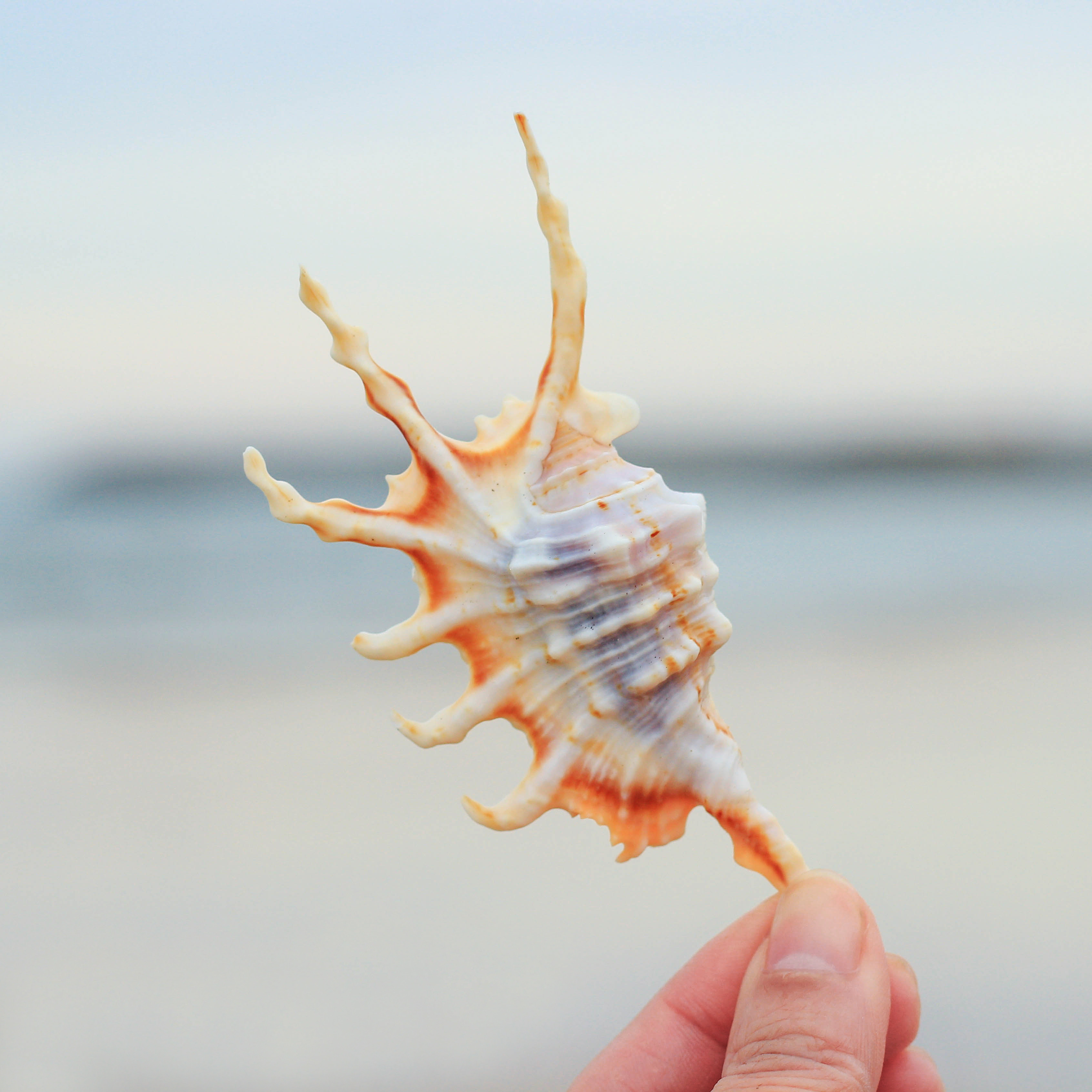 天然贝壳海螺鱼缸造景卷贝鱼螺地中海道具收藏海螺