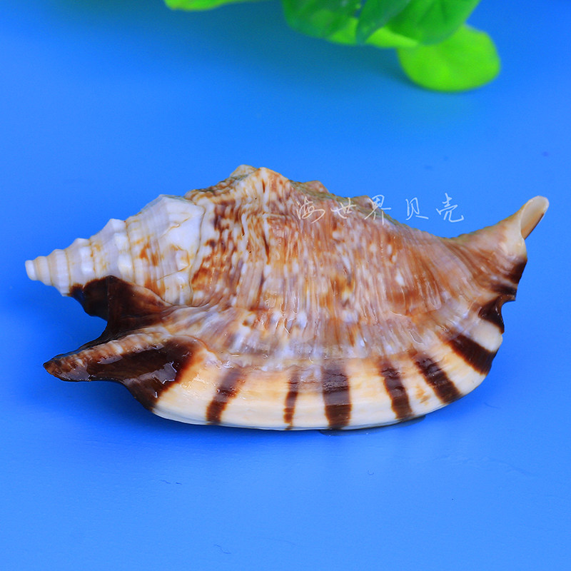 特价天然小海螺贝壳燕子尾螺金袖凤凰水族鱼缸海螺