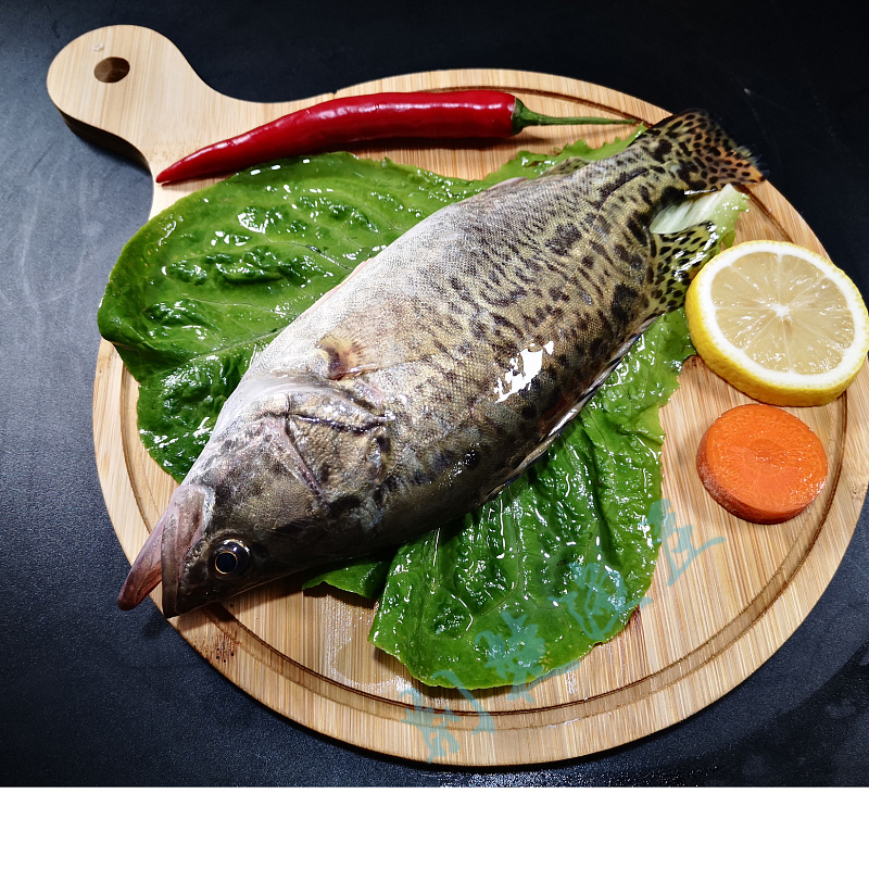 现杀2斤小桂花鱼鲜活洈水生态臭鳜鱼新鲜鲜活季花鱼苗水产食用