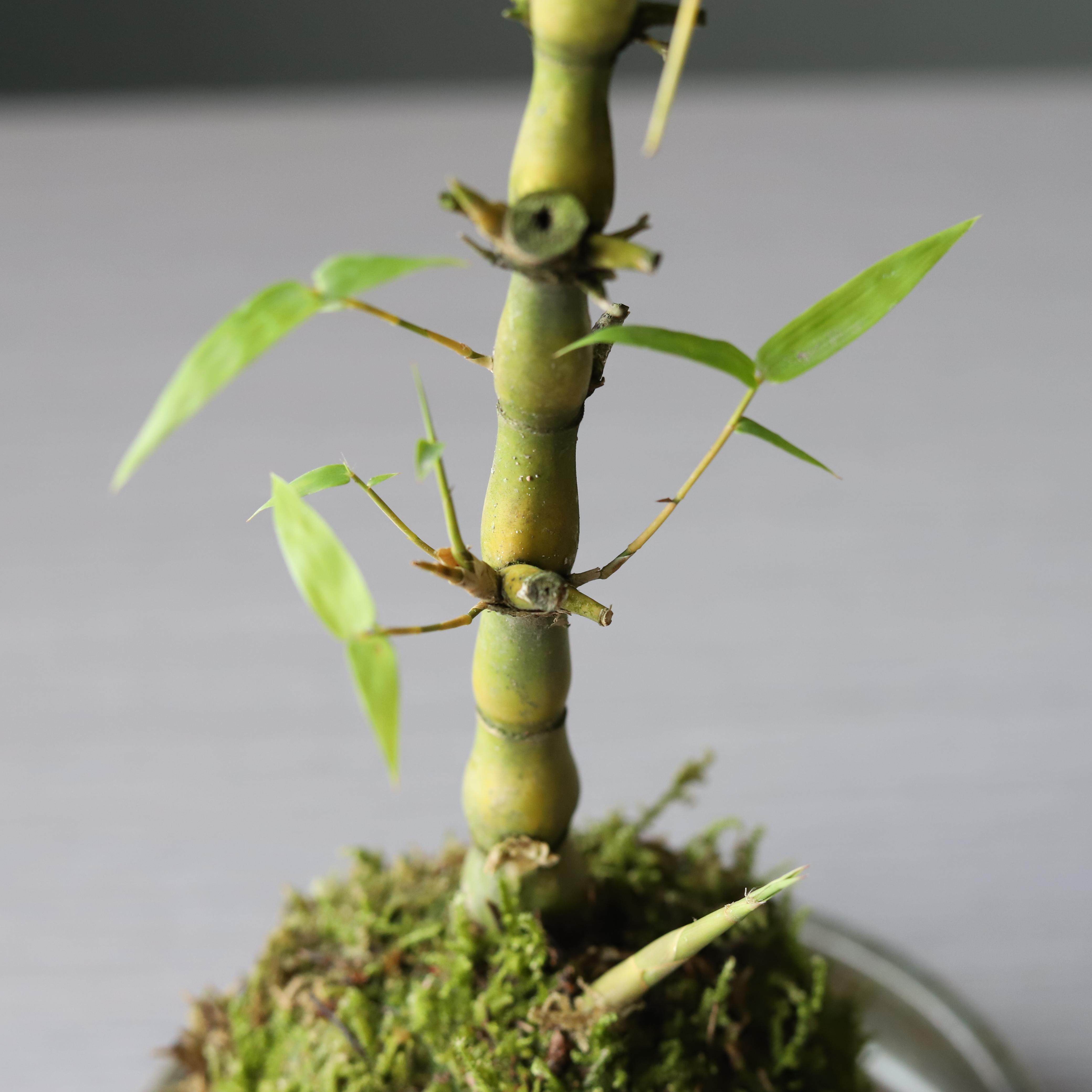 罗汉竹佛肚竹苔藓球小盆栽好养绿植水培办公绿植