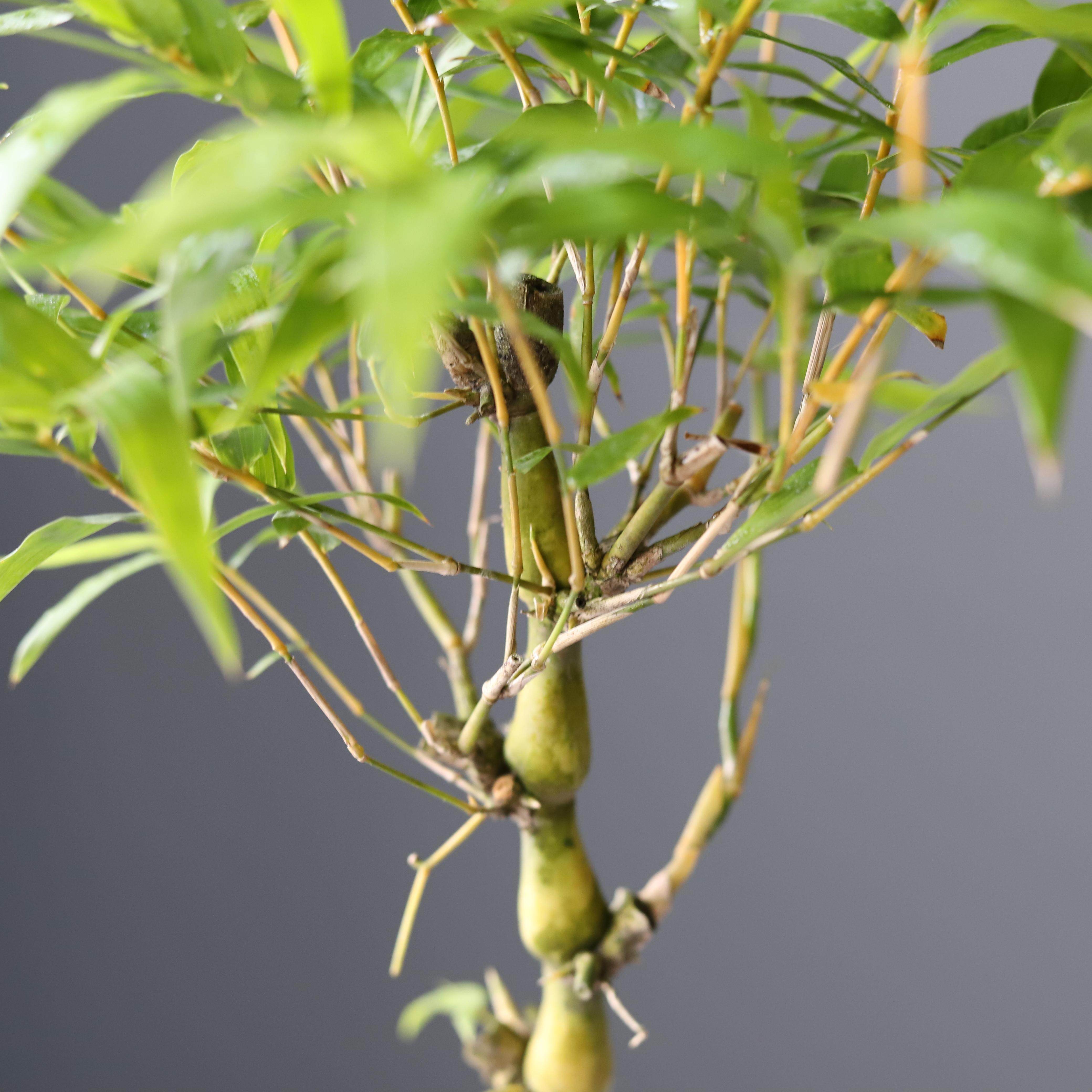 罗汉竹佛肚竹苔藓球小盆栽好养绿植水培办公绿植