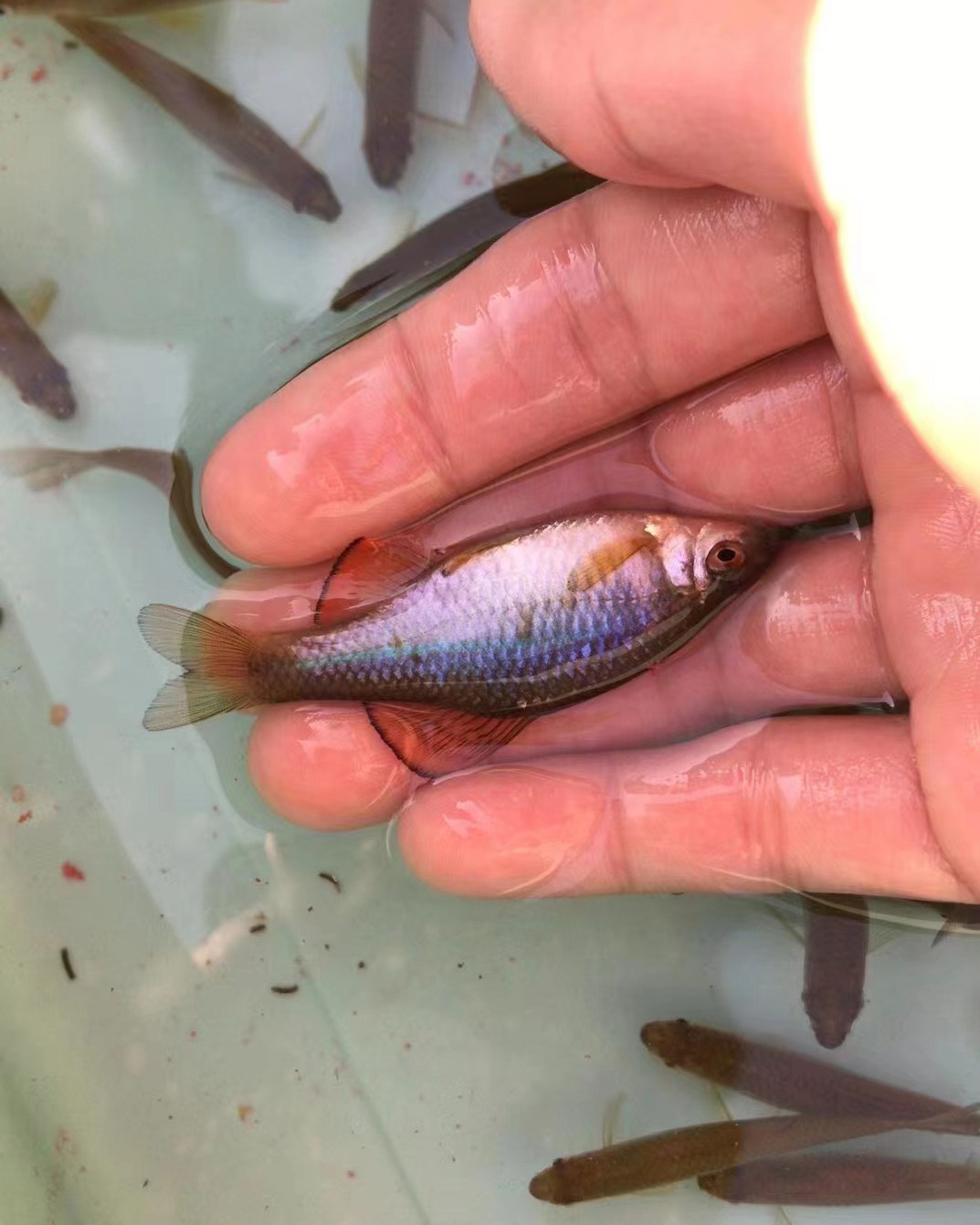肯氏鱊啃食鱊鳑鮍原生冷水鱼溪流观赏鱼鱼
