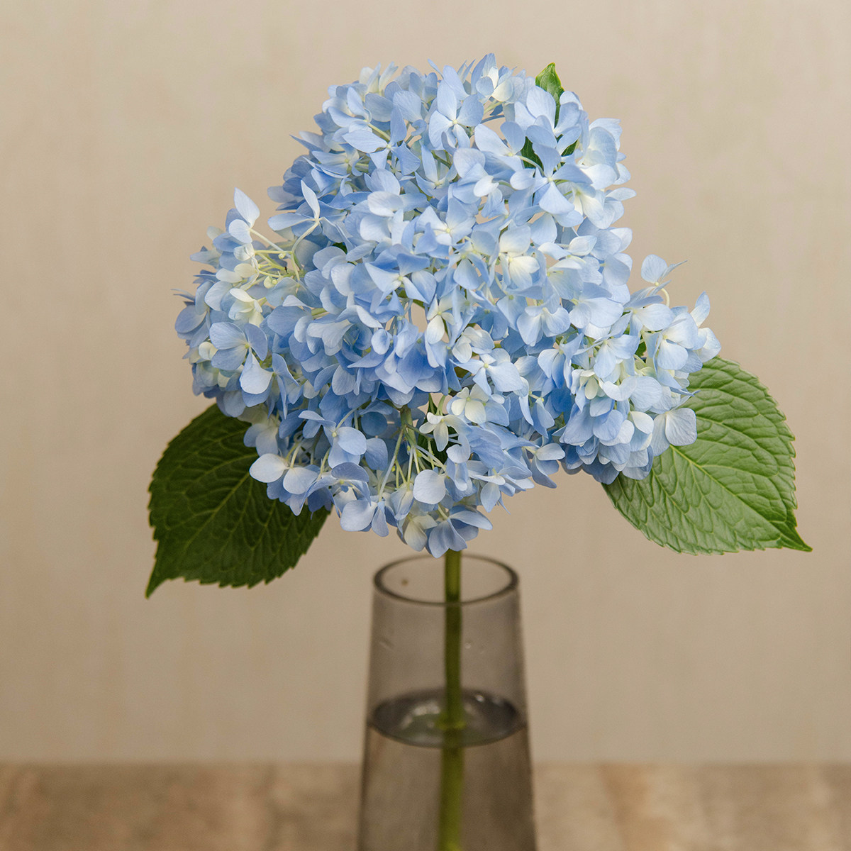 绣球鲜花云南昆明蓝色绿植提神客厅书房水培时令草本花卉