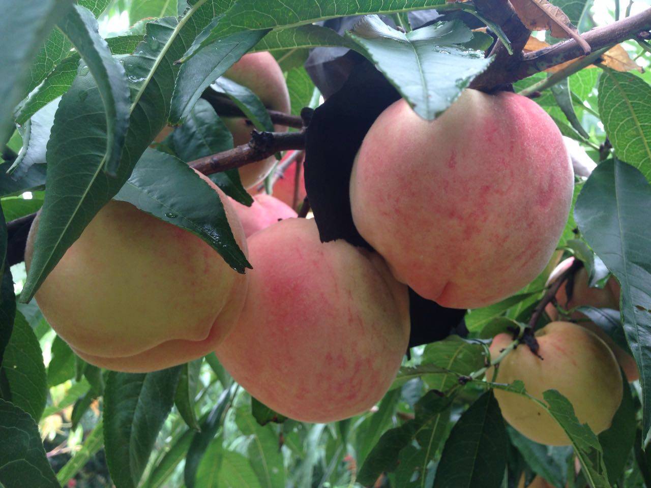 桃子山东现摘肥城肥桃应季水果新鲜水蜜毛桃桃