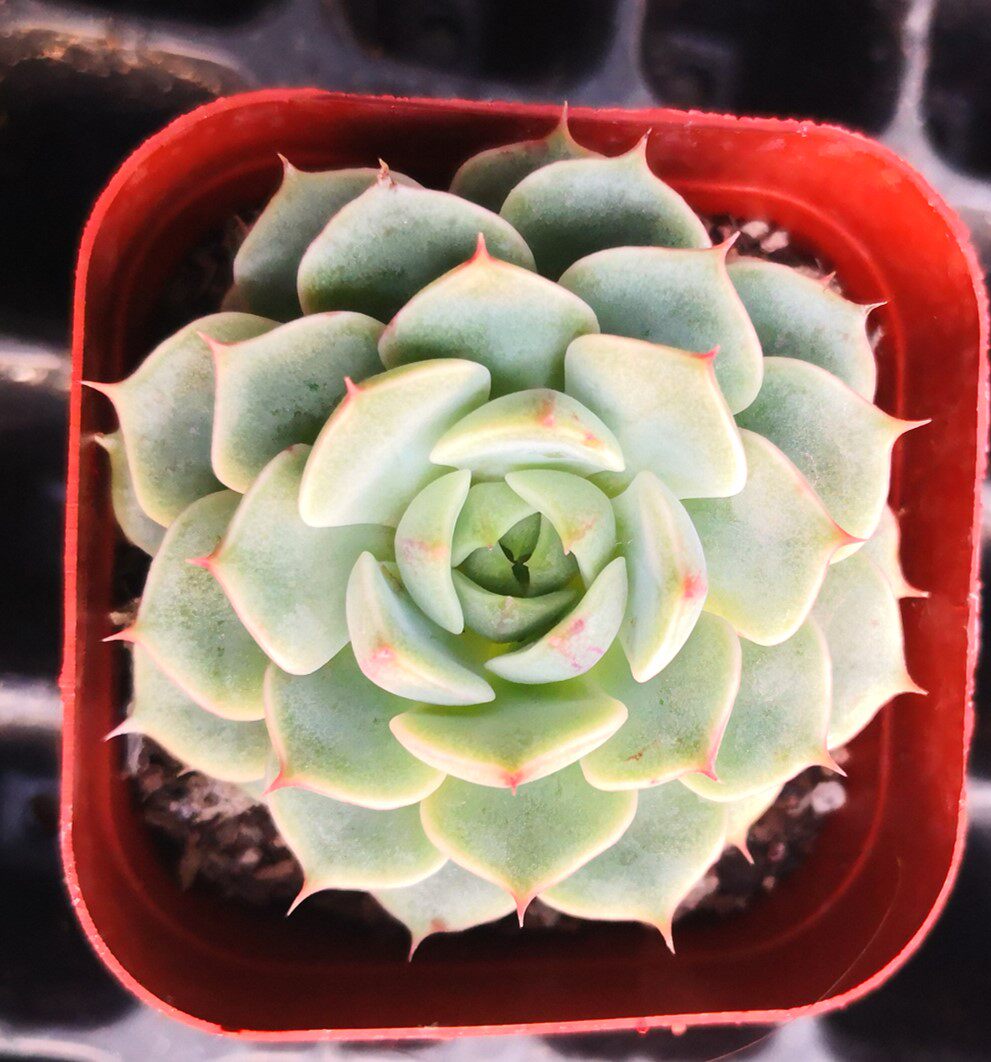 多肉植物盆栽笨吧6公分左右
