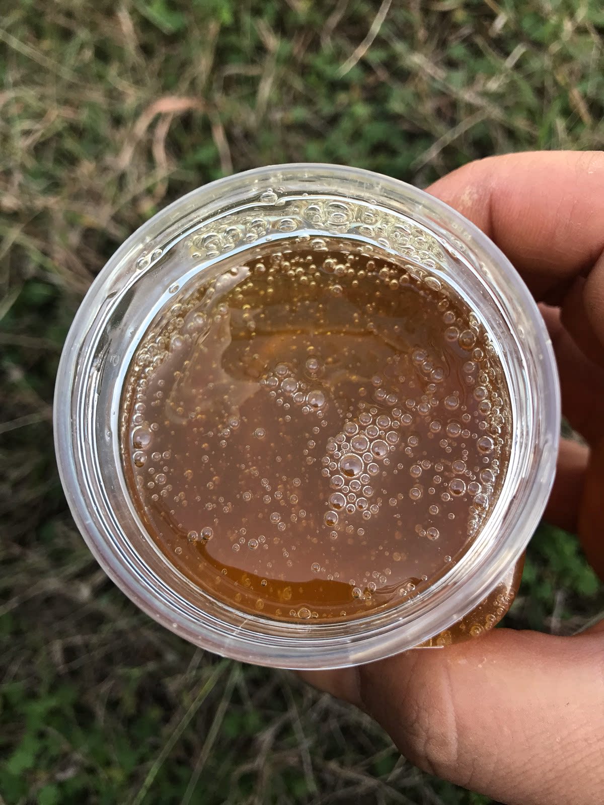 买二送一女贞子蜂蜜天然高活性成熟原蜜野生每瓶500g包邮