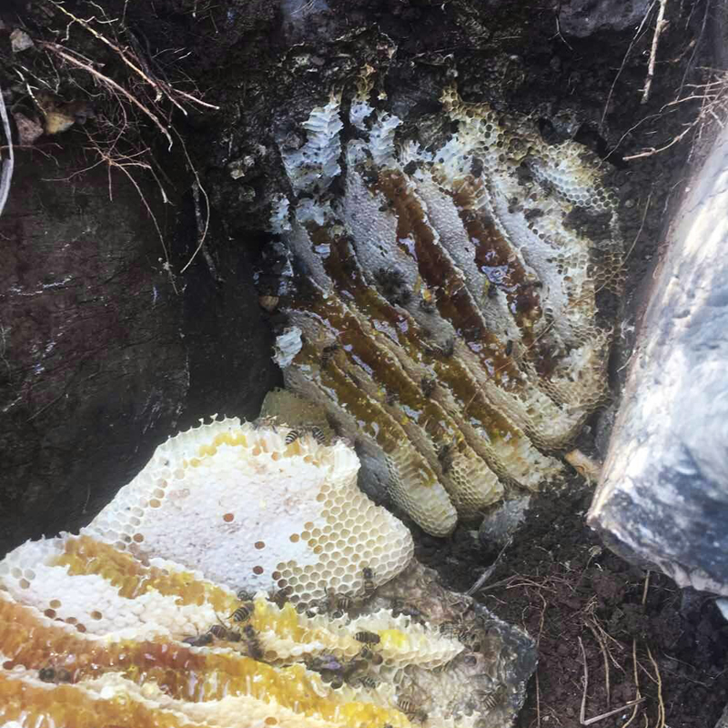 野生武当深山纯野蜂蜜石洞石崖蜜药非人工饲养蜂蜜