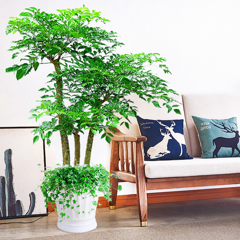 室内绿植绽放四季幸福树大型盆栽办公室喜阳耐晒大型绿植