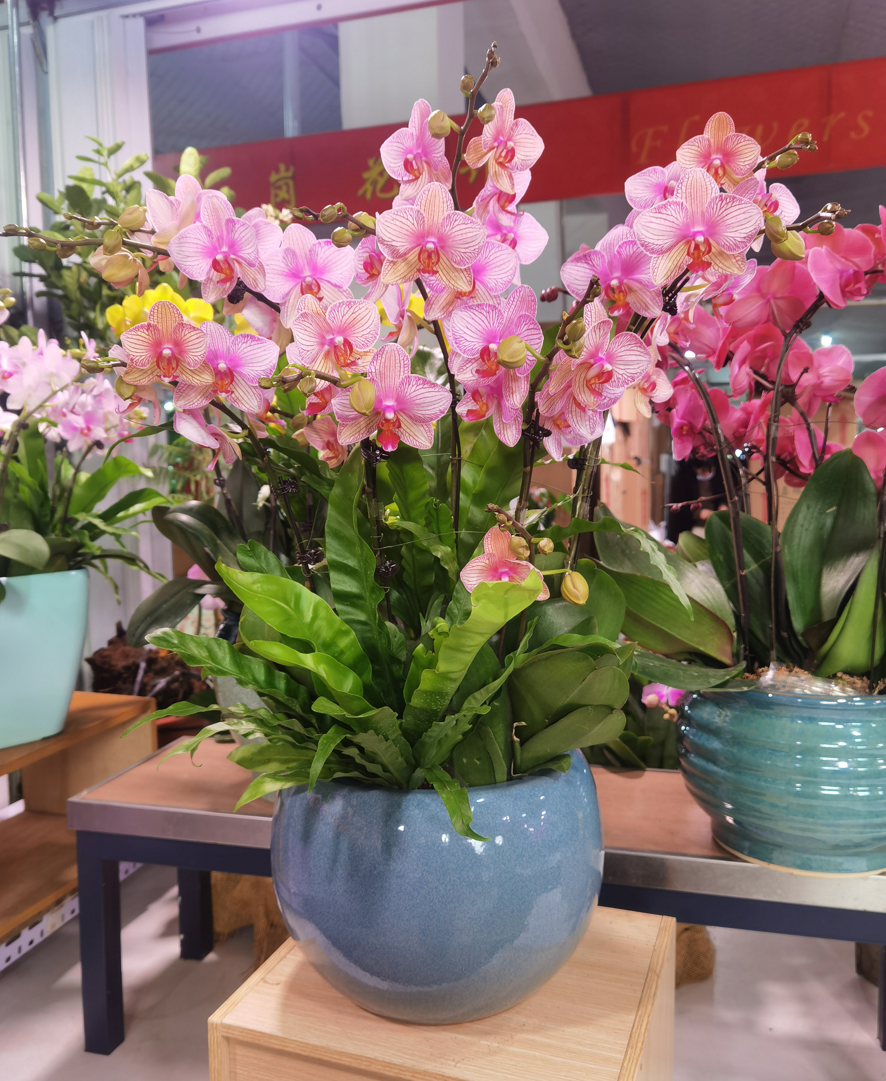 真花蝴蝶兰盆栽年宵花卉客厅植物办公室盆景北京时令草本花卉