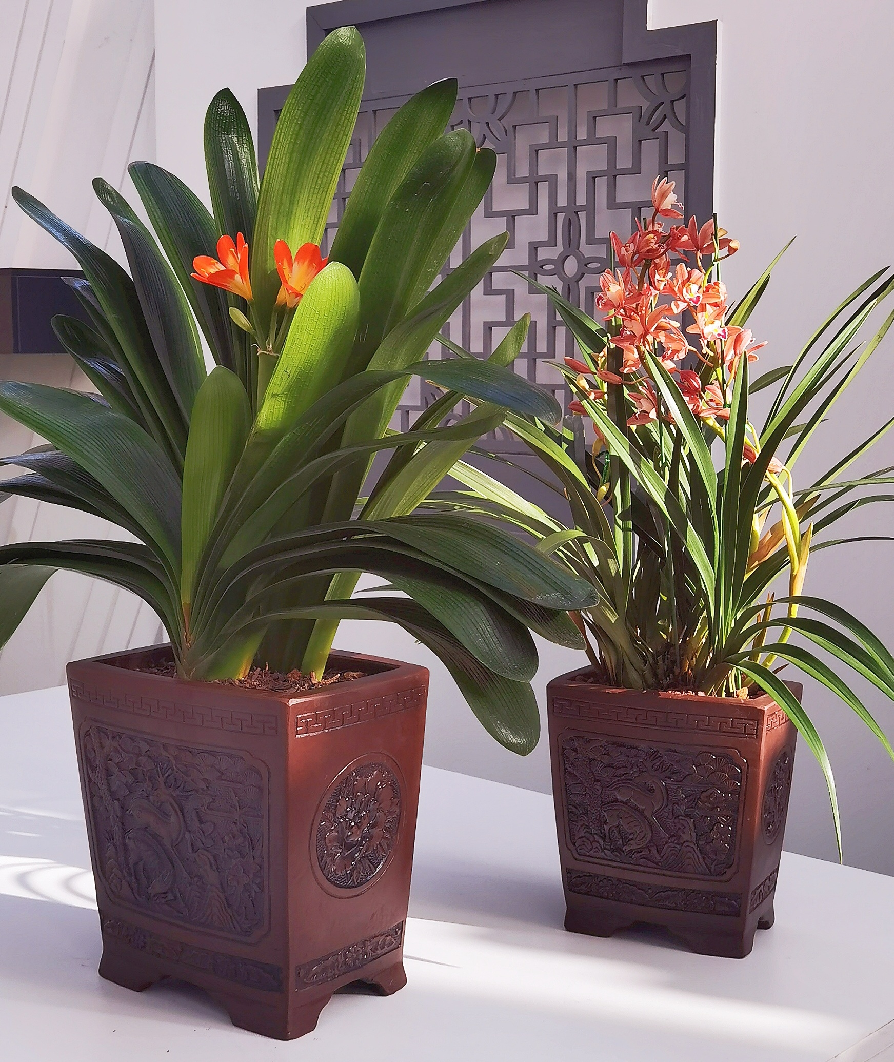 君子兰精品盆栽带花苞办公室客厅绿植乔迁送礼顺丰包邮