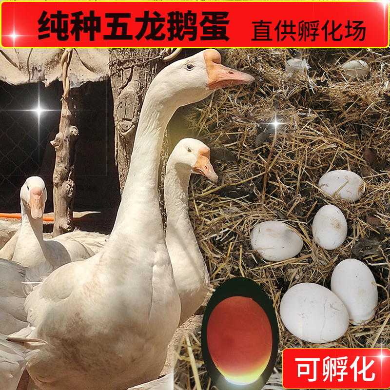 受精蛋可四季鹅包受精孵化农家散养种蛋当天新鲜鹅蛋