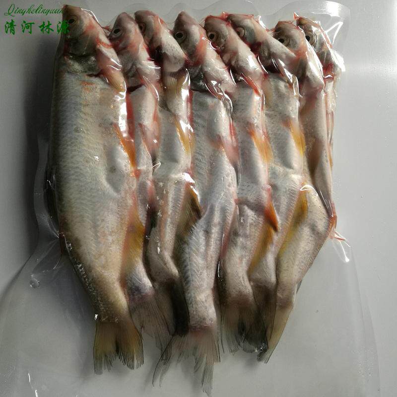 江苏兴化野生翘嘴餐 餐条 小白条小杂鱼 翘嘴红鲌鲜活现杀