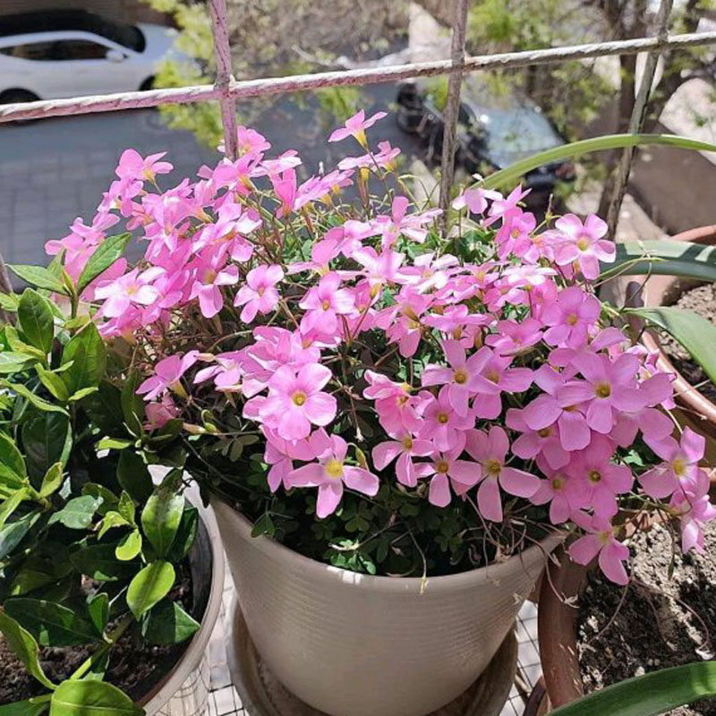 酢浆草种红花三叶草盆栽紫叶叶草多年生耐寒四季种球