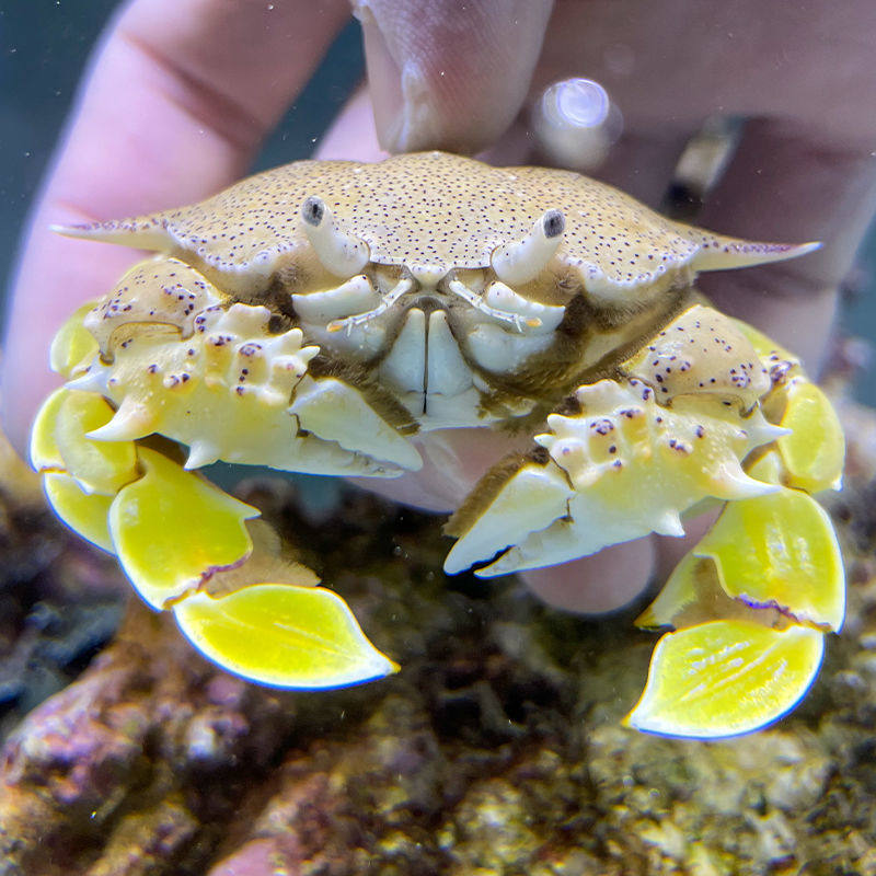 黎明活体翻砂玉蟹翻沙生物红线观赏寄居宠物其它水族宠物